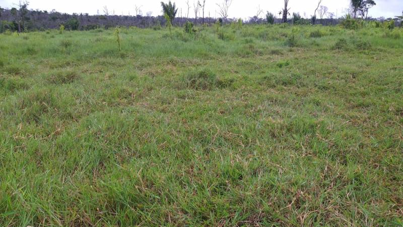 Fazenda em Belmonte. 53 hectares. 