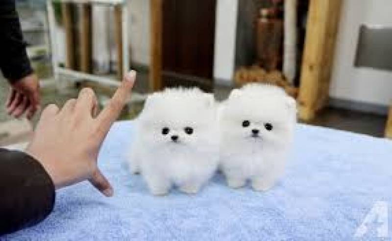 Dois filhotes machos e fêmeas da Pomerânia adorável para sua casa