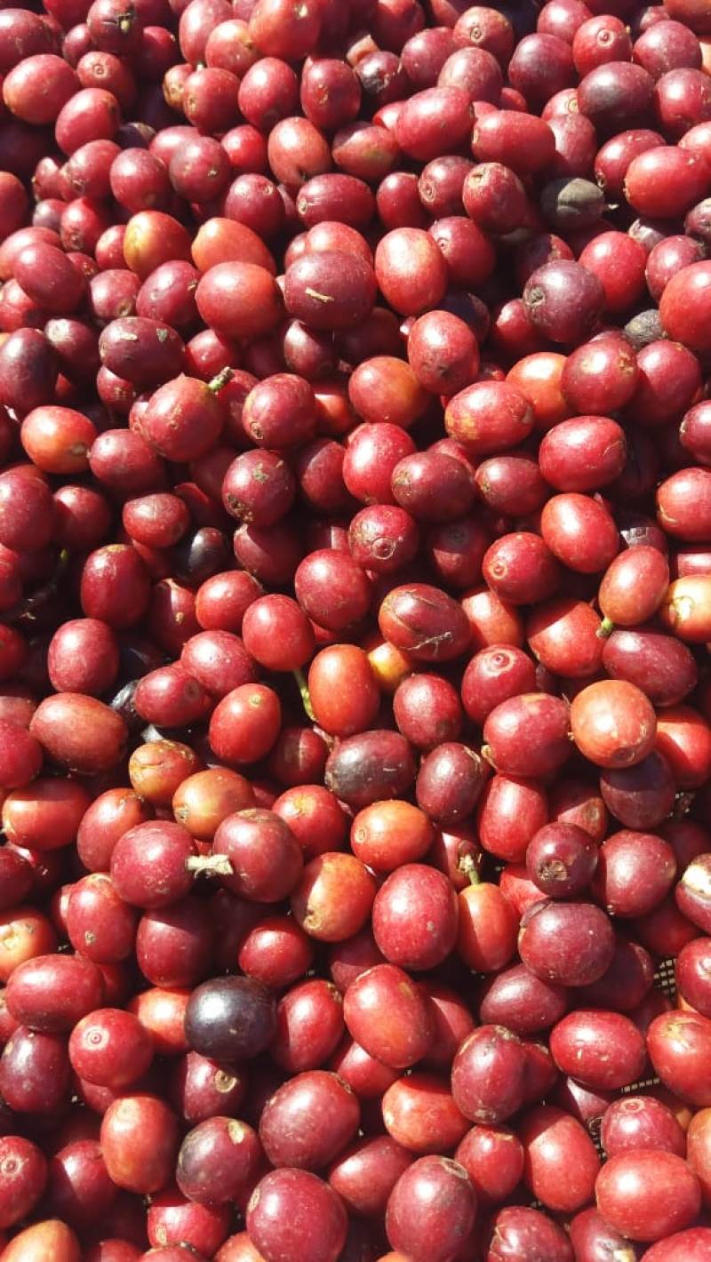 Fazenda Café e Agricultura Orgânica, 487 hectares, Sul de Minas.