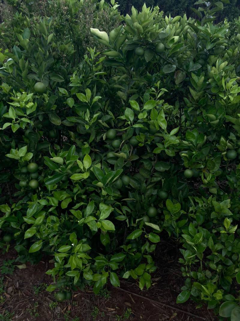 Fazenda com laranja 