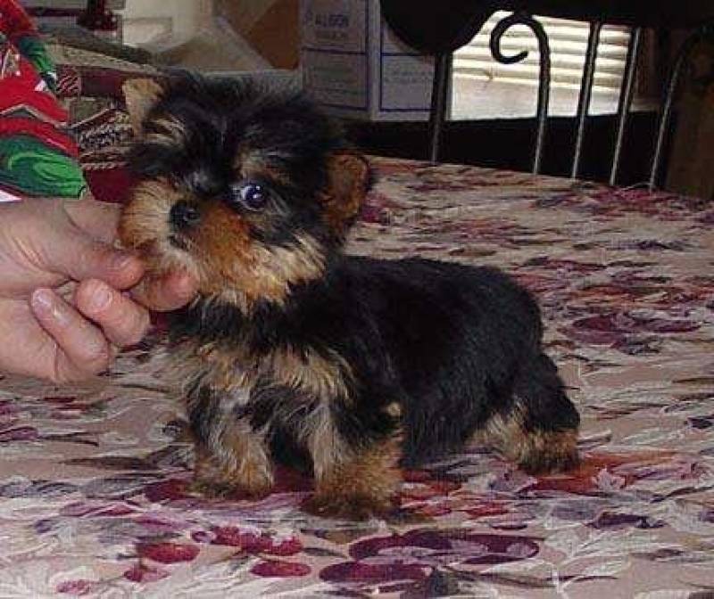 Filhotes de cachorro yorkies terrier para adoção