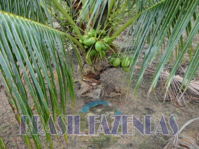 Fazenda na Bahia. Coco.