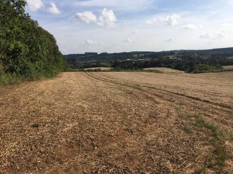 ótimo terreno de planta com 24 alqueires 