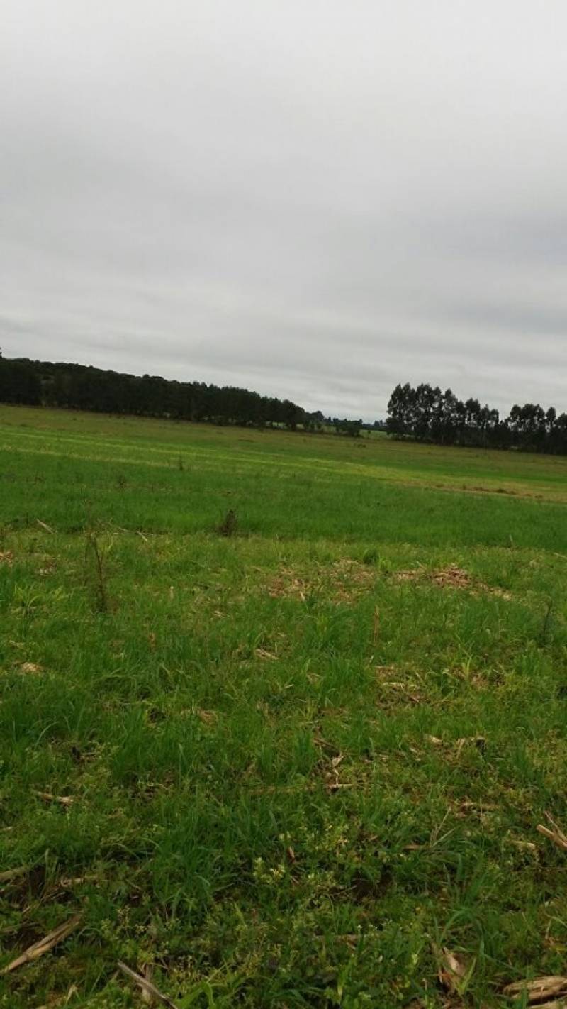 ótimo terreno com 12,7 alqueires