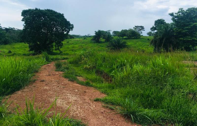 VENDO!!! Uma fazenda na região de Rondonópolis com 104 alqueires (249.6 Hectares)
